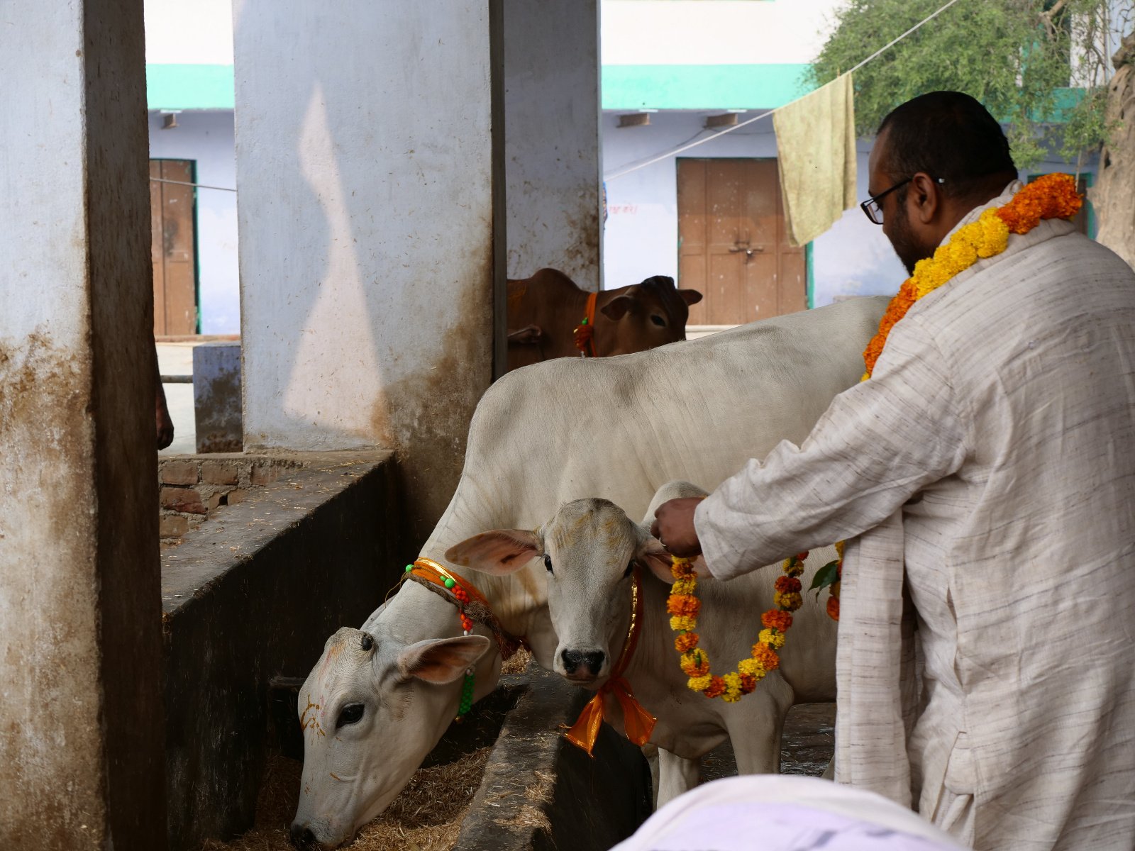  97 Gopashtami Radha kunda Govardhan 19.11.04